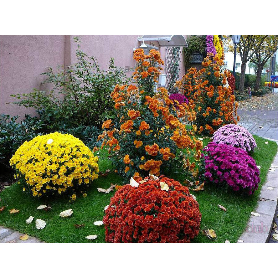 Цветы - Хризантема