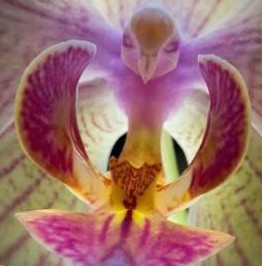 Цветы - орхидеи
