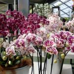 Цветы Орхидея - продажа опт, розница