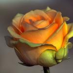 Цветы СЛ Лиана Роза чайная - продажа опт, розница