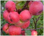 Саженцы яблони Сорт Вэм-Сувенир, осенний крупноплодный - продажа