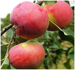 Саженцы яблони Сорт Сувенир Алтая, осенний крупноплодный - продажа