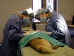 Хирургические операции для животных - услуги
