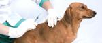 Ветеринарные услуги на дому, вызов/выезд на дом врача ветеринара - услуги