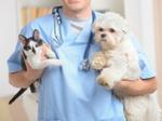 Ветеринарная помощь для домашних животных: кошек, котов, собак - услуги ветеринара