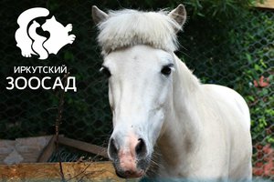 Катание на пони в Иркутском зоосаде