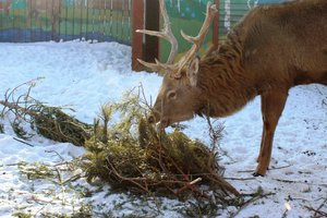 Акция по сбору ёлок на корм животным в Иркутском зоосаде