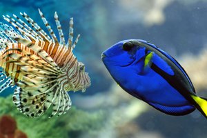 Выставка рыб и экзотических существ Океания