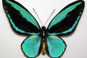 Выставка Бабочки-красавицы и жуки-гиганты