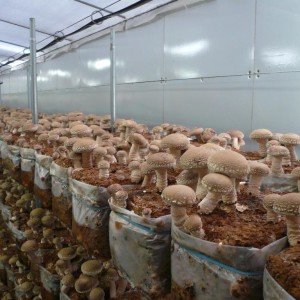 Выращивание и продажа грибов