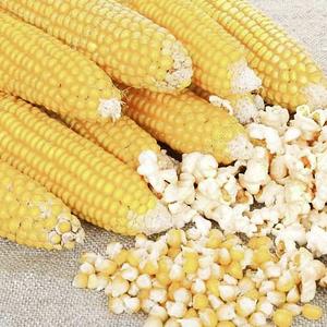 Зерно кукуруза