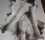 Камусы лося - заготовка, продажа, реализация, закупка закупаем, прием