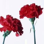 Цветы Гвоздика 62см - продажа опт, розница