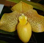 Цветы Орхидея серебро, золото, 52см - продажа опт, розница