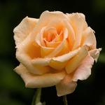 Цветы Роза, 84см - продажа опт, розница