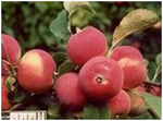 Саженцы яблони Сорт Алтайское румяное, летний полукультурка - продажа