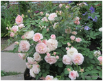 Посадочный материал Роза парковая сорт Park rose Morden Blush Морден Блаш (нежно-розовая) - продажа
