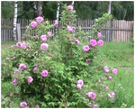 Посадочный материал Роза парковая сорт Тереза Багнет Park rose Therese Bugnet (ярко-розовая) - продажа