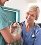 Лабораторные исследования у домашних животных (бактериологический анализ, анализ крови, мочи) - услуги