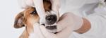 Чистка зубов собакам (ультразвуковым скалером, санация ротовой полости) : снятие зубного камня- услуги