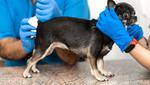 Чистка параанальных желез у собак - услуги