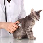 Ветеринарный врач: хирургические, пластические операции животным, стерилизация, кастрация животных (кошек, собак) - услуги