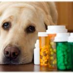 Ветеринарная аптека, ветеринарные препараты для животных - продажа