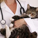 Стерилизация кошек - услуги ветеринара