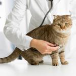 Стерилизация кошек - услуги